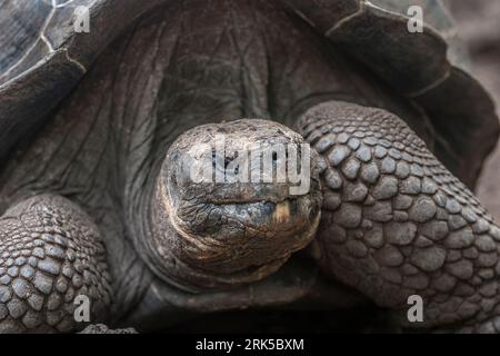 Tortue géante sur l'île Galapagos, Équateur Banque D'Images