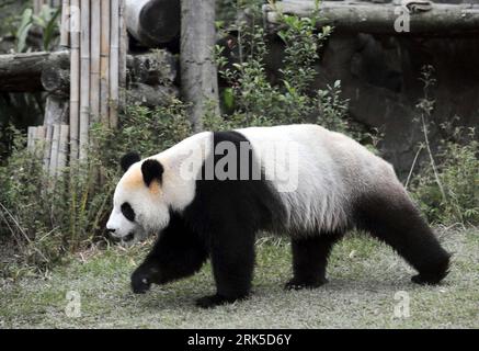 Bildnummer: 53741483  Datum: 21.01.2010  Copyright: imago/Xinhua (100121) -- TAIPEI, Jan. 21, 2010 (Xinhua) -- Giant panda Yuanyuan takes a walk in Taipei Zoo in Taipei, south China s Taiwan, Jan. 21, 2010. A total of 118 pupils and teachers of nine primary schools from the typhoon-hit Ali Mountain area were invited to Taipei to visit giant pandas Tuantuan and Yuanyuan on Thursday. (Xinhua/Wu Ching-teng) (zgp) (3)CHINA-TAIPEI-GIANT PANDA -CHILDREN (CN) PUBLICATIONxNOTxINxCHN Tiere kbdig xsp 2010 quer o0 Freisteller    Bildnummer 53741483 Date 21 01 2010 Copyright Imago XINHUA  Taipei Jan 21 20 Stock Photo