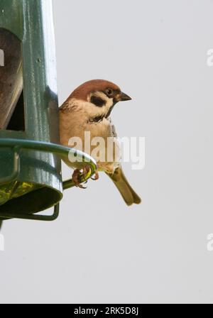 EURASIAN TREE SPARROW  Passer Montanus on seed feeder in garden Stock Photo