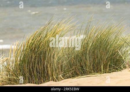 les herbes sur les dunes de plage oscillent sous le vent Banque D'Images