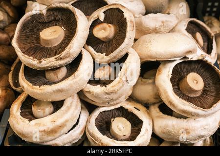 A pile of edible mushrooms freshly picked from the ground Stock Photo