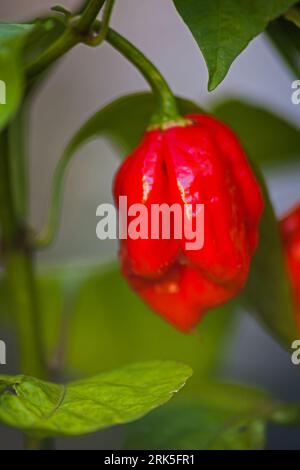 Chili frais de la faucheuse de Caroline Capsicum chinense 15383 Banque D'Images