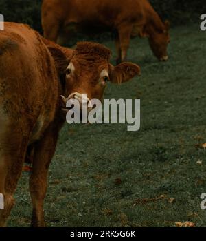 Une vache paissant dans les montagnes de Tolosa le soir en Espagne Banque D'Images