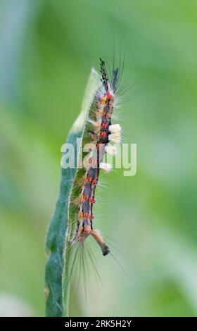 Orgyia antiqua - Rusty Tussock Moth - Schlehen-Bürstenspinner, Allemagne (Rheinland-Pfalz), imago Banque D'Images