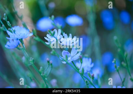 photo macro de fleurs sauvages en fleurs violettes bleues, chicorée, famille des marguerite. Banque D'Images