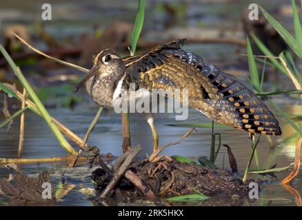 Greater Painted-snipe (Rostratula benghalensis), adult male spreading wings in Gambia Stock Photo