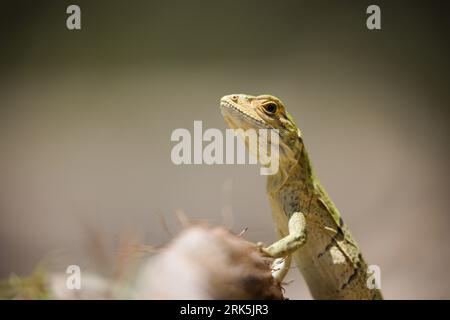 Gros plan d'un bébé iguane commun perché au sommet d'un lit d'herbe luxuriante Banque D'Images