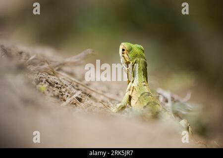 Gros plan d'un bébé iguane commun perché au sommet d'un lit d'herbe luxuriante Banque D'Images