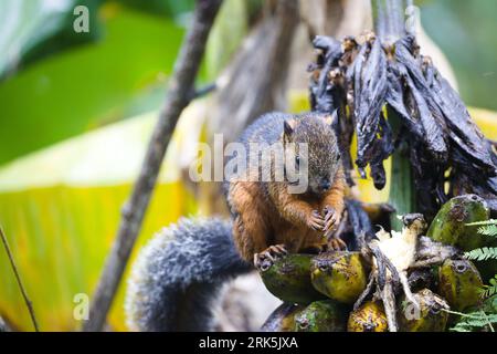 Un écureuil gris perché sur une branche d'arbre, grignotant avec impatience une banane jaune mûre Banque D'Images