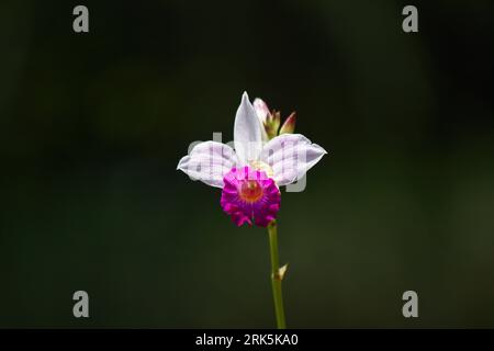 Un plan rapproché d'une orchidée rose et blanche sur un fond sombre. Banque D'Images