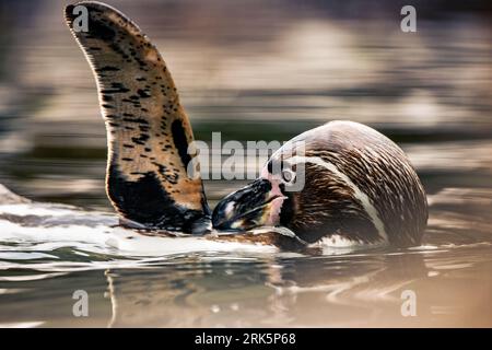 Un pingouin de Humboldt nageant dans les eaux tranquilles du lac, entouré de petits animaux sauvages Banque D'Images