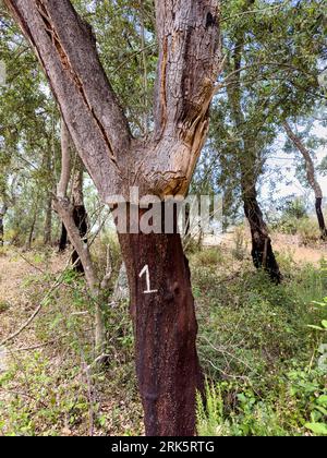 Arbres à liège avec des chiffres - le nombre est l'année où la couche externe de l'écorce a été récoltée Banque D'Images