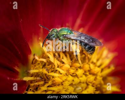 Abeille sueur verte métallique bicolore (Agapostemon virescens) pollinisant et se nourrissant sur une fleur de Pooh dahlia rouge et jaune. Long Island, New York. Banque D'Images