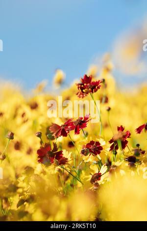 Un paysage vibrant avec un champ de fleurs sauvages colorées en pleine floraison Banque D'Images