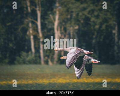 Deux oiseaux d'oie Greylag en vol sur fond de verdure luxuriante Banque D'Images