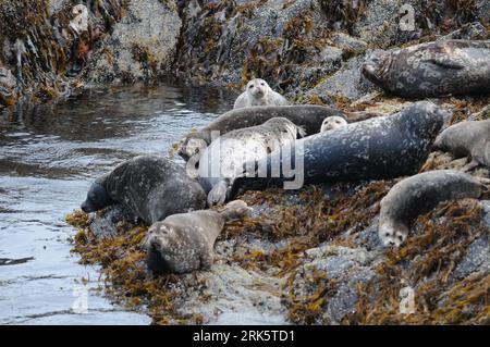 Un groupe de petits phoques repose dans une zone herbeuse près du rivage d'un plan d'eau Banque D'Images