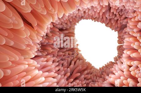 Rendu 3D Illustration médicale précise des villosités intestinales. Microvillosités rouges dans un organe du tractus intestinal de la banderole gastro-intestinale. Isolé Banque D'Images
