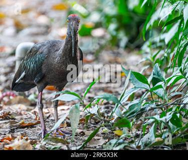 Vue rapprochée d'un ibis à nuque rouge posé au sol dans une forêt luxuriante Banque D'Images