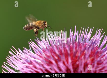 Abeille sur fleur de chardon, collecte de nectar, pollinisation naturelle Banque D'Images