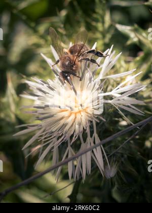 A large bee is perched on top of a brightly-colored flower, its wings spread wide and its antennae extended upward Banque D'Images