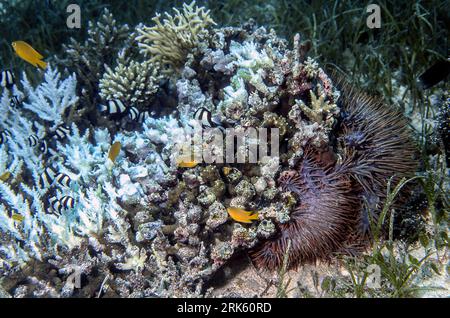 Étoile de mer de couronne d'épines (Acanthaster planci) se nourrissant de coraux pierreux dans un récif côtier aux Philippines. Banque D'Images