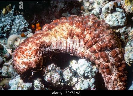 Concombre de mer de Graeffe (Pearsonothuria graeffei) des Maldives. Banque D'Images