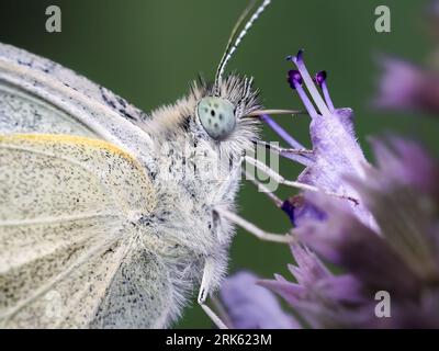 Macro gros plan photo d'un papillon de chou blanc (Pieris rapae) buvant du nectar d'une fleur de salvia violette avec son proboscis. Long Island, NY Banque D'Images