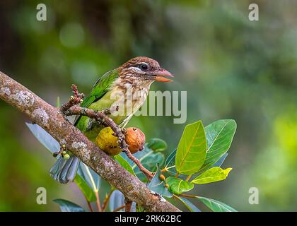 A closeup shot of a white-cheeked barbet perched on a tree with fruits and green foliage. Stock Photo