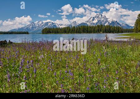 Fleurs printanières avec Grand Teton Range, Grand Teton National Park, Wyoming, États-Unis d'Amérique Banque D'Images