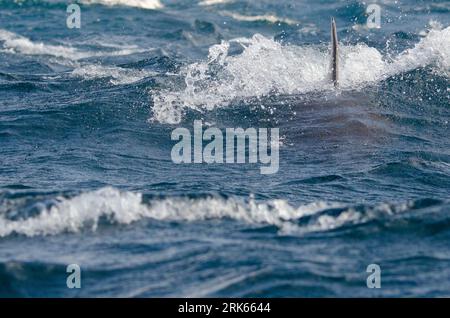 un dauphin nageant dans les eaux turquoise tranquilles d'un océan tropical Banque D'Images