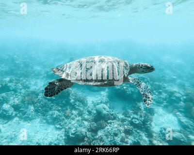 Une tortue de mer glisse paisiblement à travers les eaux bleues claires de l'océan Banque D'Images