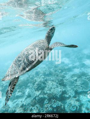 Une tortue de mer glisse paisiblement à travers les eaux bleues claires de l'océan Banque D'Images