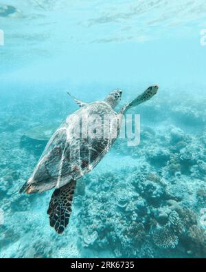 Une tortue de mer glisse paisiblement à travers les eaux bleues claires de l'océan Banque D'Images