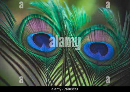 Gros plan des plumes d'un paon dans des tons vifs de bleu et de vert, capturant la beauté du plumage naturel de l'oiseau Banque D'Images