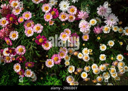 Un ensemble de fleurs marguerite colorées dans un jardin. Banque D'Images