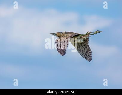 Un bitterne eurasien s'élevant dans le ciel. Botaurus stellaris. Banque D'Images