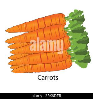 Carottes fraîches à tiges vertes, isolées sur blanc. Vue latérale. Gros plan. Illustration vectorielle réaliste. Pour la cuisine, menu, phytothérapie, soins de la peau, Illustration de Vecteur