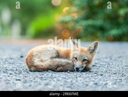 Un gros plan d'un renard roux sur une route asphaltée Banque D'Images