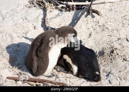 Pingouins africains, Boulders Beach, Afrique du Sud Banque D'Images