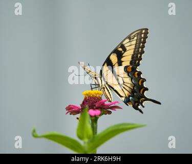 Gros plan d'un magnifique papillon Eastern Tiger Swallowtail perché sur une fleur rose vibrante Banque D'Images