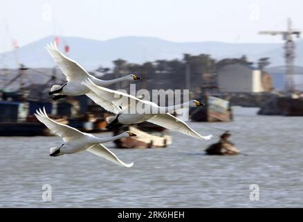 Bildnummer : 53840979 Datum : 07.03.2010 Copyright : imago/Xinhua (100308) -- RONGCHENG (SHANDONG), 8 mars 2010 (Xinhua) -- les cygnes Whooper flottent au-dessus d'un lac dans la ville de Rongcheng, province du Shandong dans l'est de la Chine, 7 mars 2010. En plus de la température croissante, les cygnes blancs qui ont hiverné dans la réserve naturelle de Rongcheng volent vers le nord pour se reproduire en été tempéré ou arctique. (Xinhua/Yu Qibo) (wqq) (2)CHINA-SHANDONG-RONGCHENG-WHOOPER SWAN-FLYWAY (CN) PUBLICATIONxNOTxINxCHN Tiere Vogel Schwan Singschwan Cygnus cygnus kbdig xdp 2010 quer Bildnummer 53840979 Date 07 03 2010 Copyright Banque D'Images