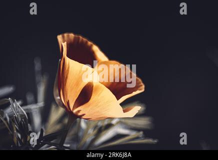 A closeup of an orange poppy flower on a dark background Banque D'Images