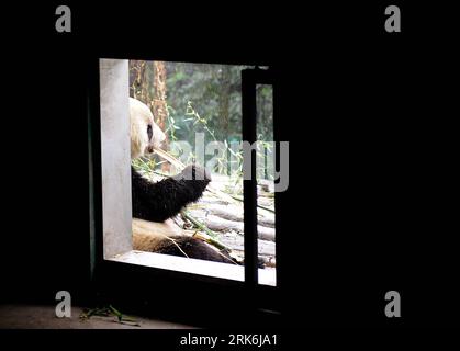 Bildnummer: 53845333  Datum: 09.03.2010  Copyright: imago/Xinhua (100309) -- YA AN, March 9, 2010 (Xinhua) -- Taishan, a giant panda born in the United States, eats breakfast at its new home in the Ya an Bifeng Gorge Breeding Base of the Wolong Giant Panda Protection and Research Center, southwest China s Sichuan Province, March 9, 2010. The 4-year-old male giant panda, which was born in July 2005 and raised at the National Zoo of Washington D.C., concluded its one-month quarantine after it arrived here in February and greeted the public on Tuesday. (Xinhua/Chen Xie) (wjd) (5)CHINA-SICHUAN-TAI Stock Photo
