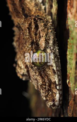 Plan rapproché d'un gecko à queue de feuille du Nord (Saltuarius cornutus) perché au sommet d'une écorce d'arbre Banque D'Images