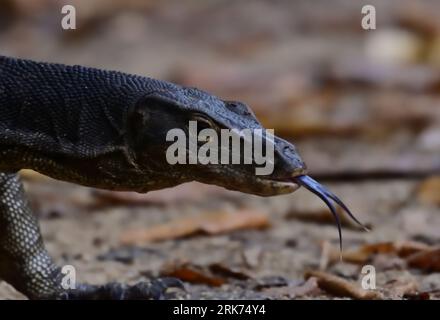 Un gros plan d'un dragon de komodo dans la réserve humide de Sungei Buloh, Singapour Banque D'Images