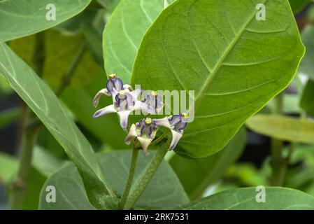 Vue en gros plan de la fleur cireuse violette de calotropis gigantea, une graine de plante médicinale Banque D'Images