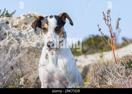 Plan rapproché du visage d'un chien de race mêlant renard terrier et pointeur croisé, avec des yeux noisetiers, dans la campagne maltaise, parmi les rochers et les buissons Banque D'Images