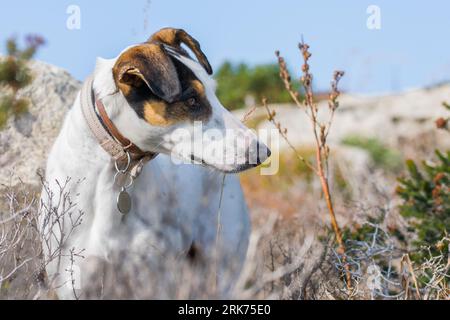 Plan rapproché du visage d'un chien de race mêlant renard terrier et pointeur croisé, avec des yeux noisetiers, dans la campagne maltaise, parmi les rochers et les buissons Banque D'Images