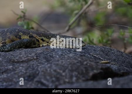 Un lézard adulte de moniteur du nil se prélasse au soleil sur un grand rocher entouré d'herbe verte luxuriante Banque D'Images