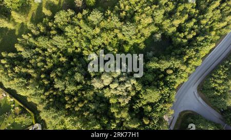 Une vue aérienne d'une route sinueuse traversant une forêt luxuriante de grands arbres Banque D'Images